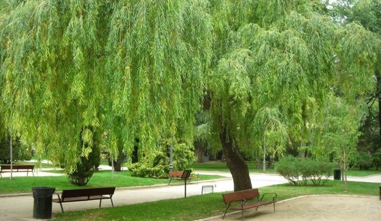 4 loại cây trồng trước nhà thì xui đủ đường, chuyển ra sau lại vững vàng vận khí- Ảnh 2. 4 loại cây trồng trước nhà thì xui đủ đường, chuyển ra sau lại vững vàng vận khí- Ảnh 2.