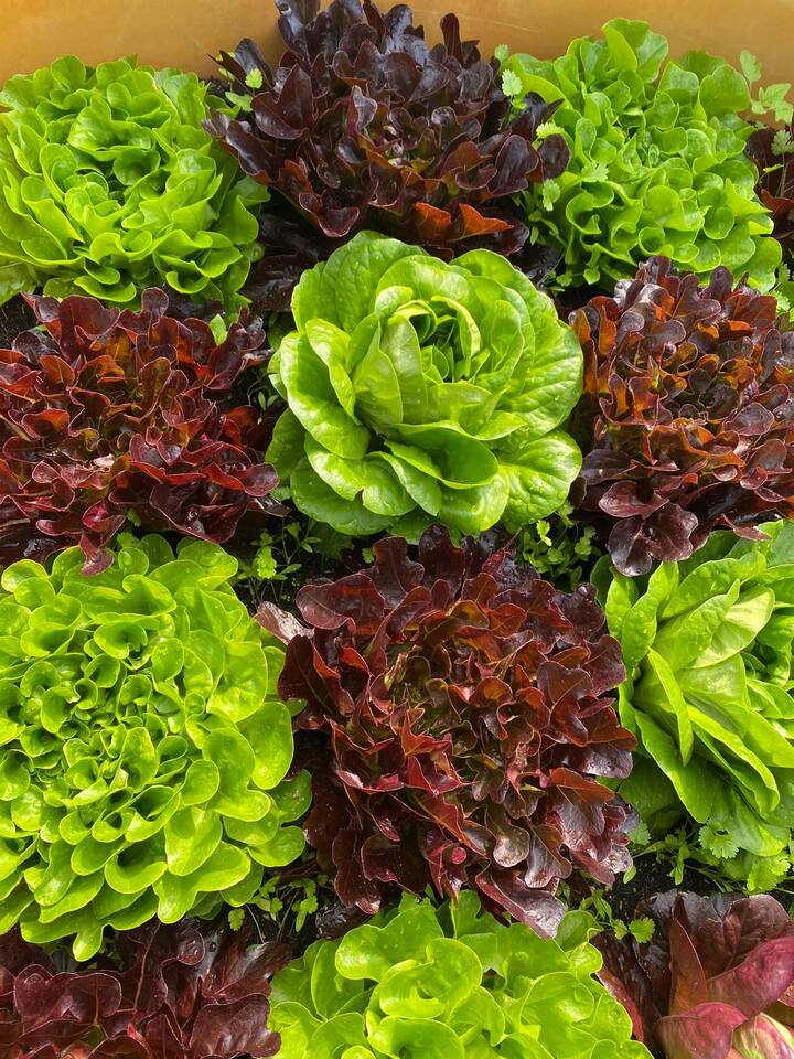 Rửa kỹ vẫn không hết ký sinh trùng, chuyên gia chỉ cách ăn rau sống an toàn nhất- Ảnh 4.