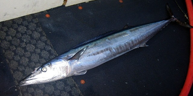 Loài cá bình dân bổ ngang nhân sâm tổ yến, đi chợ mà thấy là phải mua ngay- Ảnh 3.