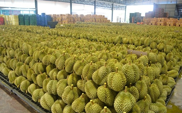 Láng giềng Việt Nam đón tin vui: 112 trang trại sầu riêng chính thức được cấp phép xuất khẩu sang thị trường Trung Quốc- Ảnh 1. Láng giềng Việt Nam đón tin vui: 112 trang trại sầu riêng chính thức được cấp phép xuất khẩu sang thị trường Trung Quốc- Ảnh 1.