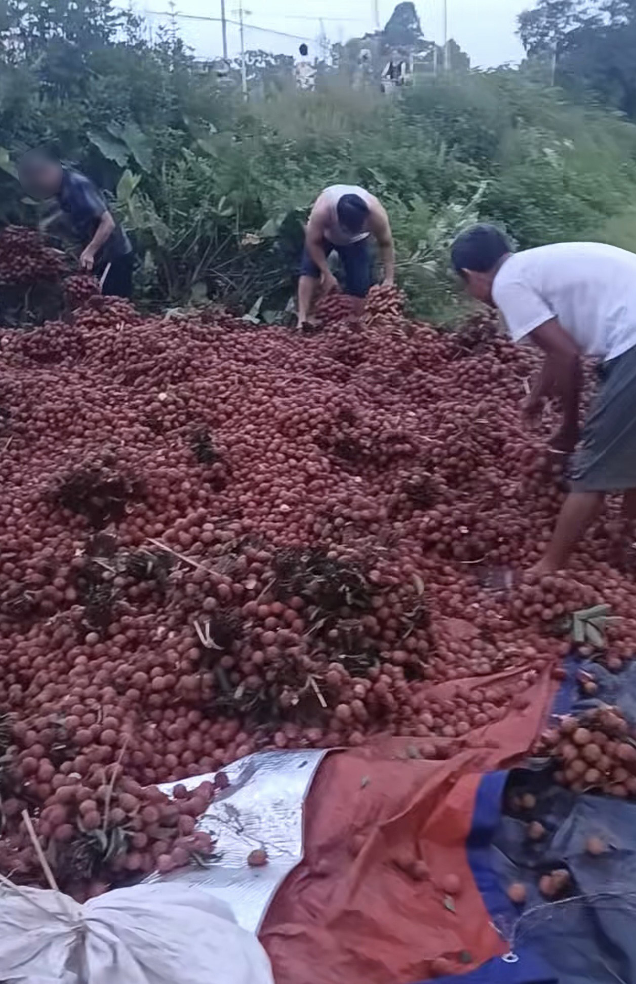 Vụ xe vải lật bị người dân "hôi của": Chủ xe nói "các bác ơi đây là vải của cháu" nhưng không ai quan tâm- Ảnh 1. Vụ xe vải lật bị người dân "hôi của": Chủ xe nói "các bác ơi đây là vải của cháu" nhưng không ai quan tâm- Ảnh 1.
