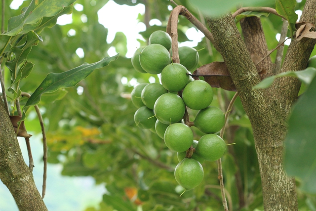 Việt Nam có loại hạt đắt đỏ bậc nhất thế giới: Là "kho" dưỡng chất quý, tiềm năng phòng ung thư- Ảnh 1. Việt Nam có loại hạt đắt đỏ bậc nhất thế giới: Là "kho" dưỡng chất quý, tiềm năng phòng ung thư- Ảnh 1.