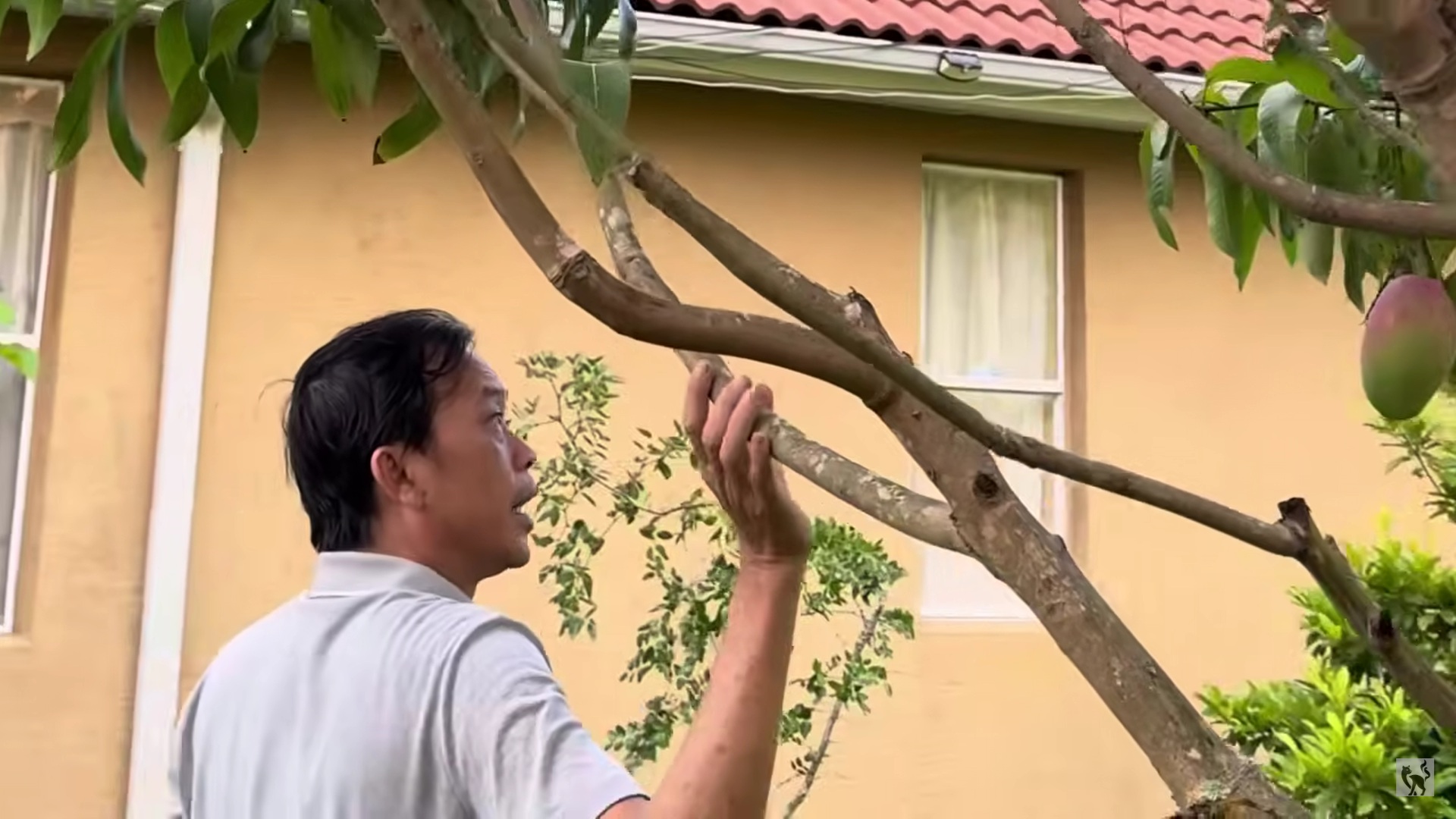 Hoài Linh thăm vườn biệt thự vài trăm m2 tại Mỹ, em trai nói: "Khác gì ở Việt Nam đâu"- Ảnh 2. Hoài Linh thăm vườn biệt thự vài trăm m2 tại Mỹ, em trai nói: "Khác gì ở Việt Nam đâu"- Ảnh 2.