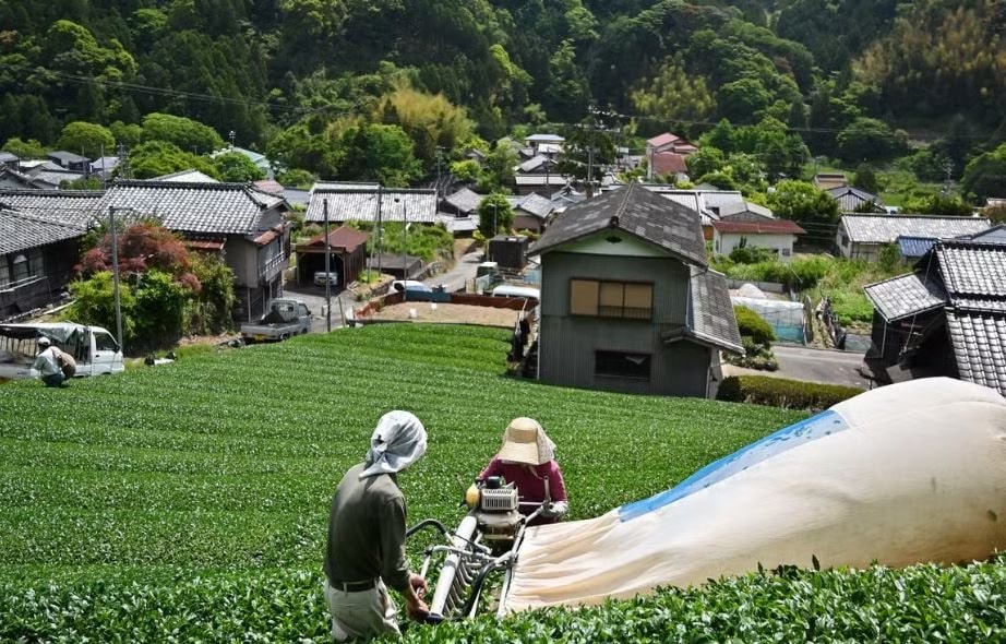 Nhật Bản sắp cạn matcha, có cửa hàng chỉ bán tối đa 40 hộp mỗi ngày: Chuyện gì đang xảy ra?- Ảnh 2. Nhật Bản sắp cạn matcha, có cửa hàng chỉ bán tối đa 40 hộp mỗi ngày: Chuyện gì đang xảy ra?- Ảnh 2.