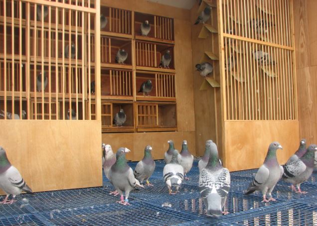 Mua nhà 8,5 tỷ đồng, 7 năm sau mới “ngã ngửa” vì nhà mất giá hơn 1 tỷ: Người đàn ông đòi môi giới hoàn tiền vì "không ai nói tôi sống dưới… 2 chuồng bồ câu"- Ảnh 1. Mua nhà 8,5 tỷ đồng, 7 năm sau mới “ngã ngửa” vì nhà mất giá hơn 1 tỷ: Người đàn ông đòi môi giới hoàn tiền vì "không ai nói tôi sống dưới… 2 chuồng bồ câu"- Ảnh 1.
