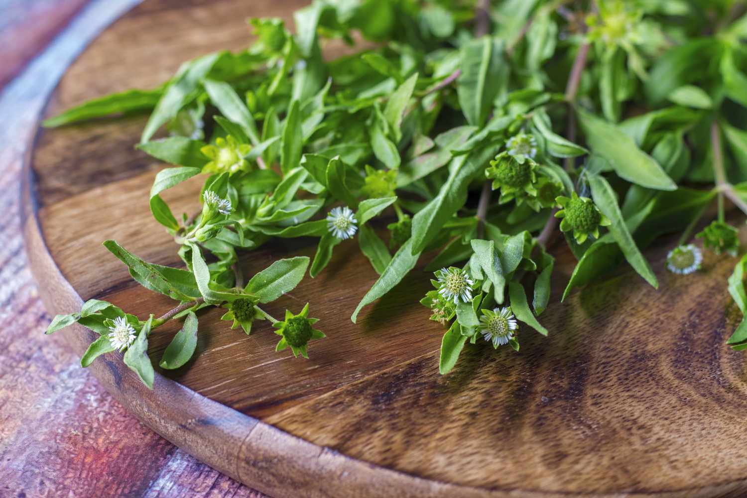 Việt Nam có loại cỏ mọc dại, người Ấn Độ gọi là "vua của các loại thảo mộc": Giảm mỡ máu, chống rụng tóc- Ảnh 1.