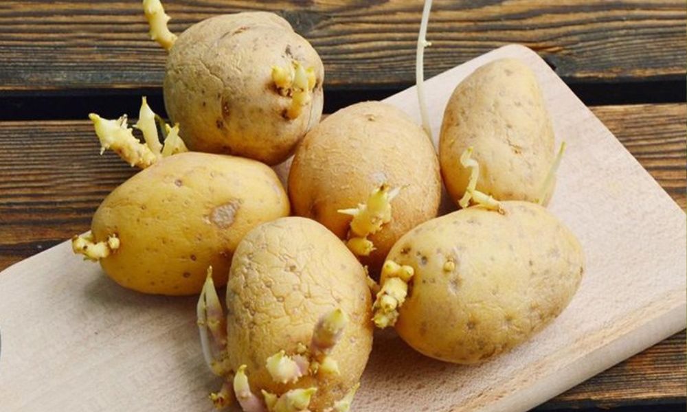 Ăn nhiều 5 loại rau này khác nào tự Ăn nhiều 5 loại rau này khác nào tự