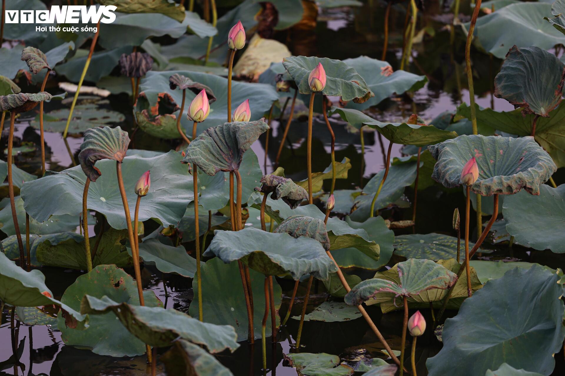 Loại trà đắt đỏ nhất Hà Nội, giá hơn 10 triệu đồng/kg được chế biến thế nào?- Ảnh 5.