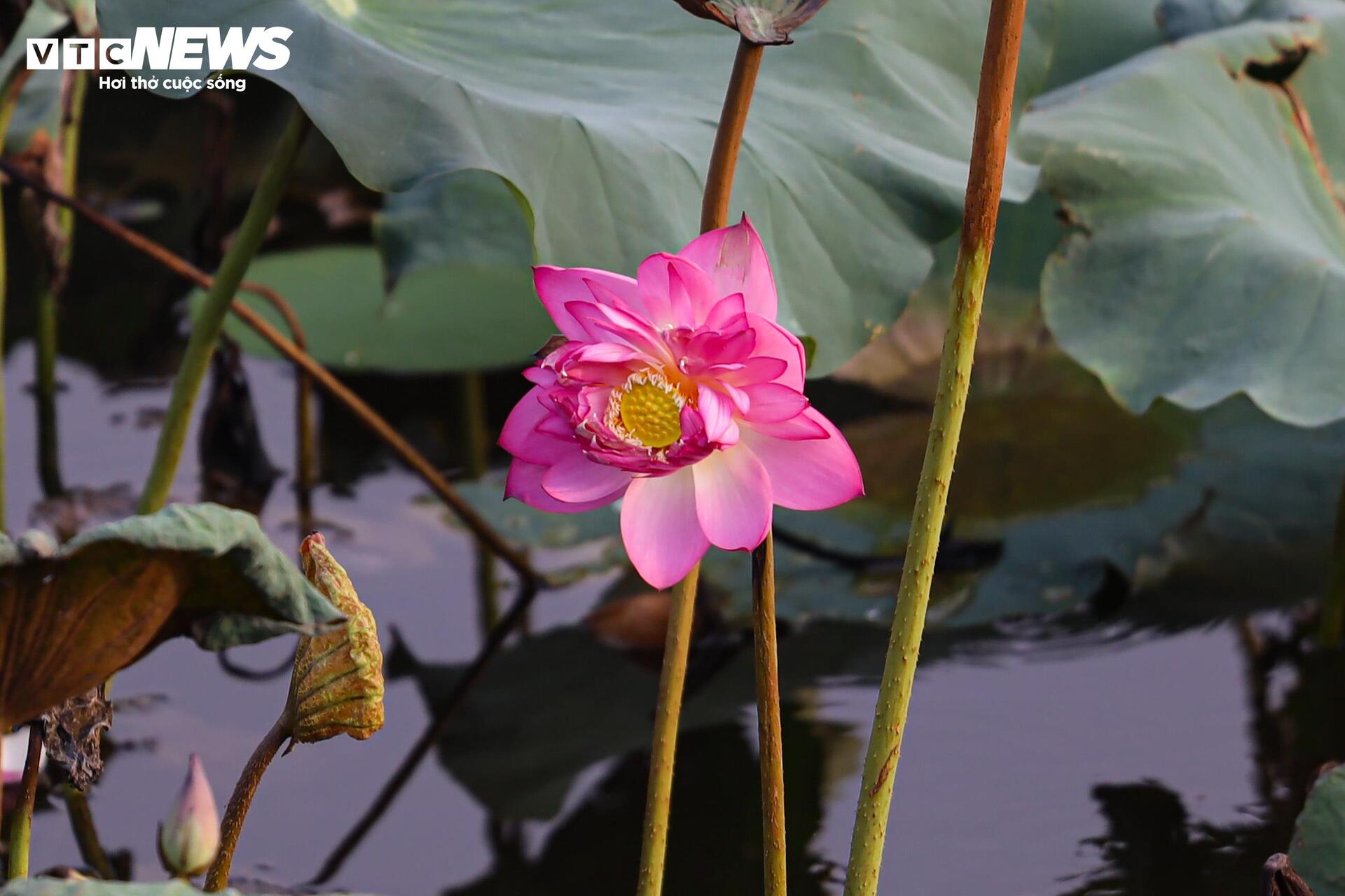 Loại trà đắt đỏ nhất Hà Nội, giá hơn 10 triệu đồng/kg được chế biến thế nào?- Ảnh 4.