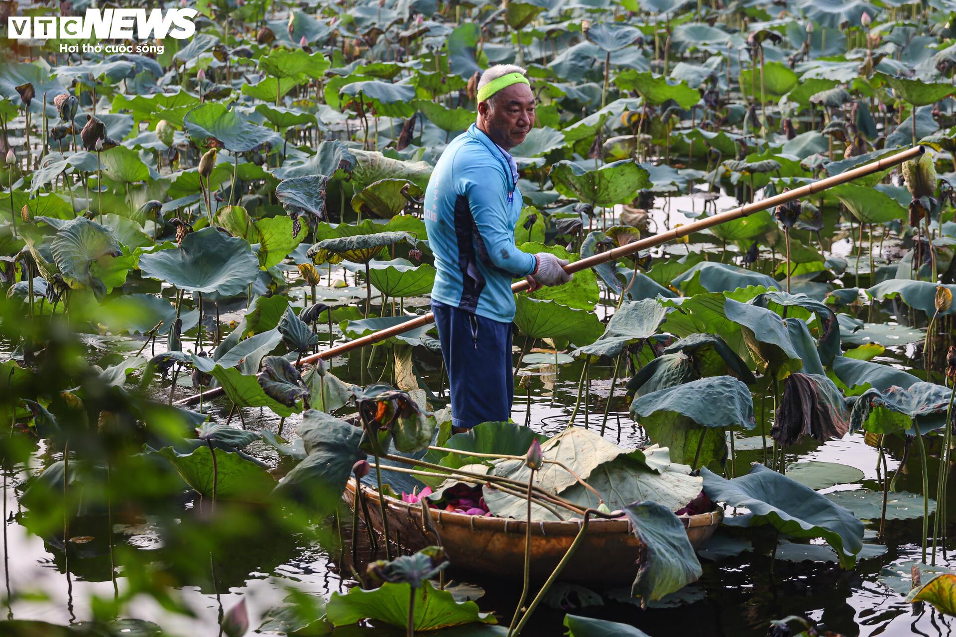 Loại trà đắt đỏ nhất Hà Nội, giá hơn 10 triệu đồng/kg được chế biến thế nào?- Ảnh 3.