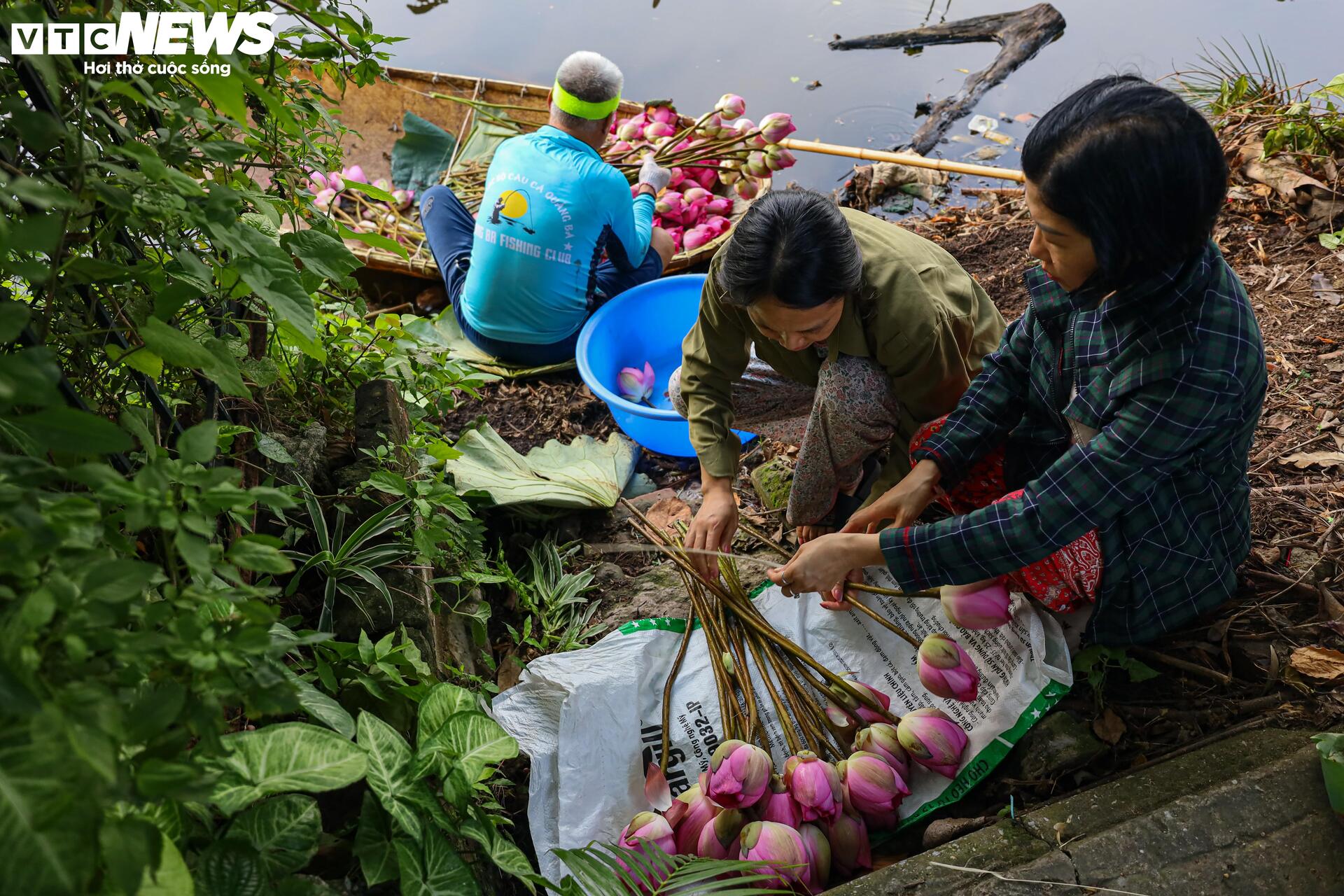 Loại trà đắt đỏ nhất Hà Nội, giá hơn 10 triệu đồng/kg được chế biến thế nào?- Ảnh 6.