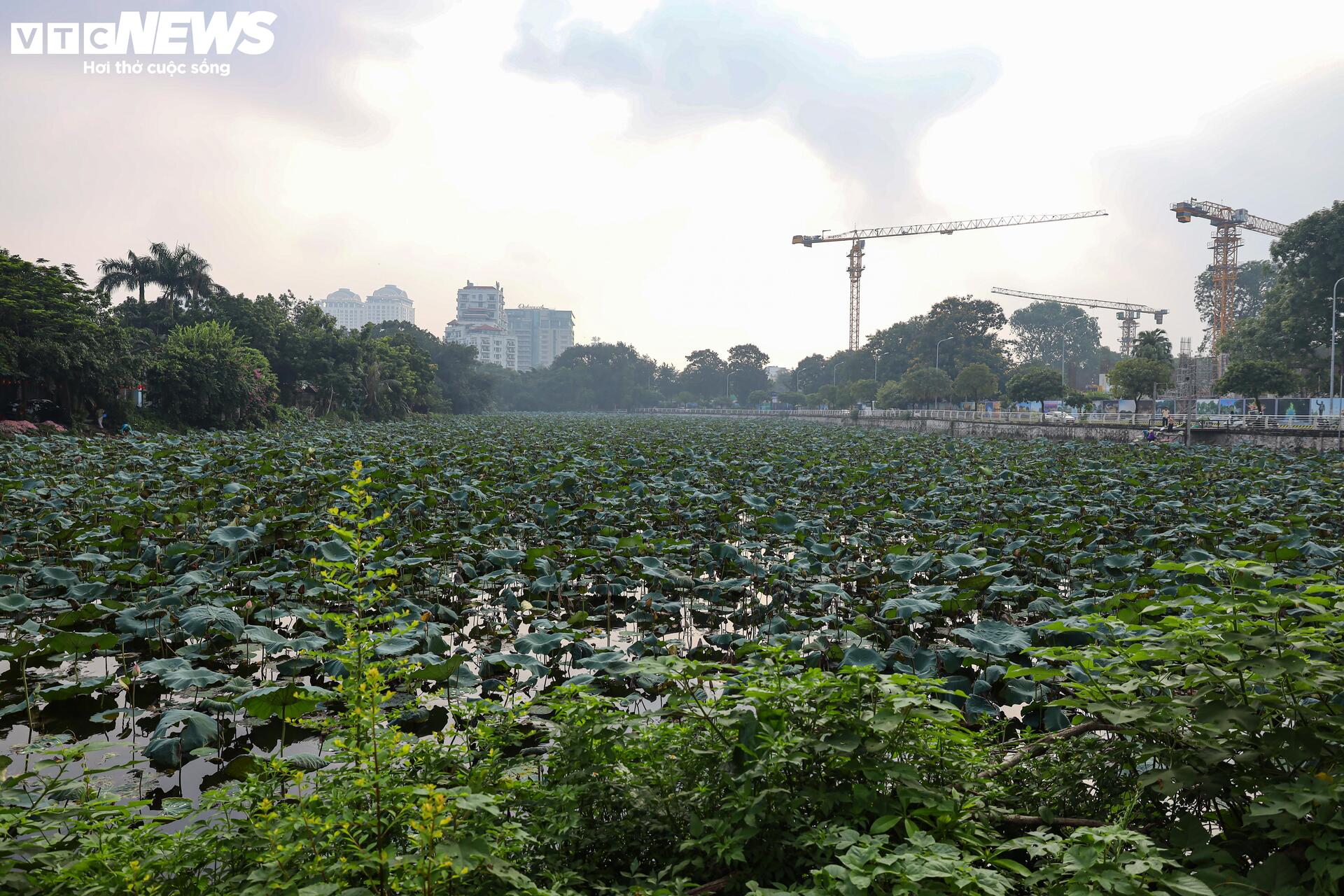 Loại trà đắt đỏ nhất Hà Nội, giá hơn 10 triệu đồng/kg được chế biến thế nào?- Ảnh 1.