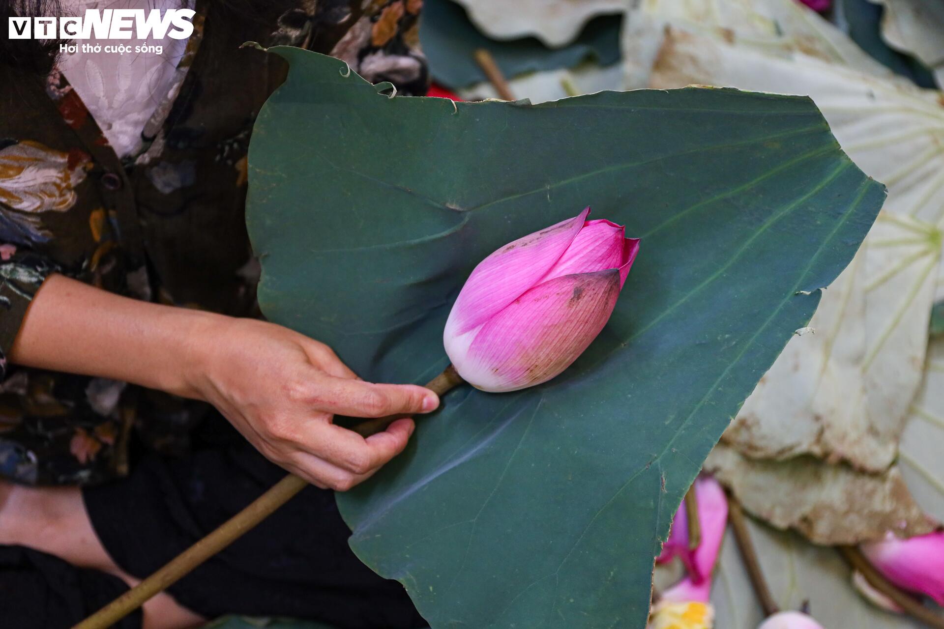 Loại trà đắt đỏ nhất Hà Nội, giá hơn 10 triệu đồng/kg được chế biến thế nào?- Ảnh 15.