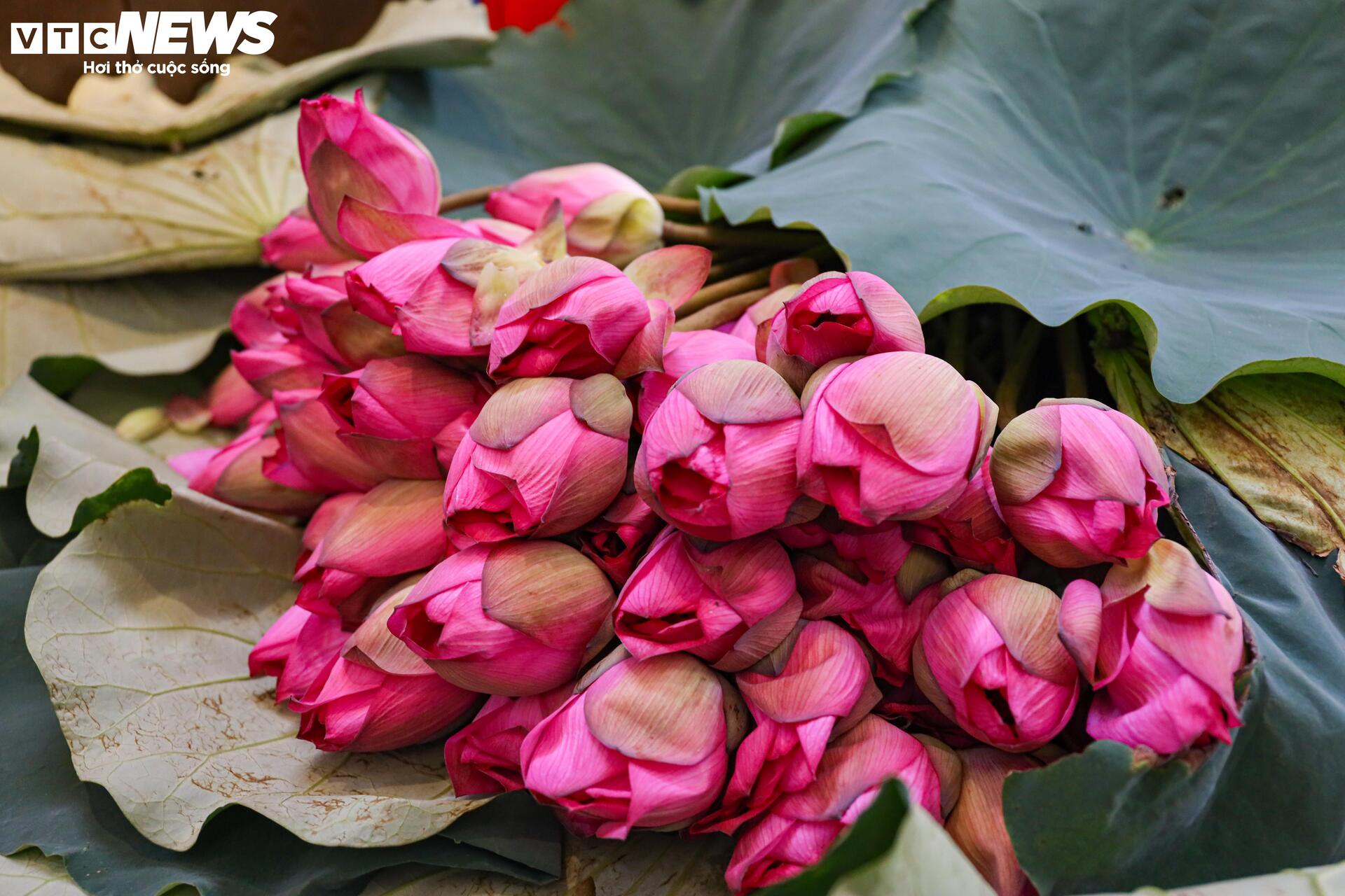 Loại trà đắt đỏ nhất Hà Nội, giá hơn 10 triệu đồng/kg được chế biến thế nào?- Ảnh 8.