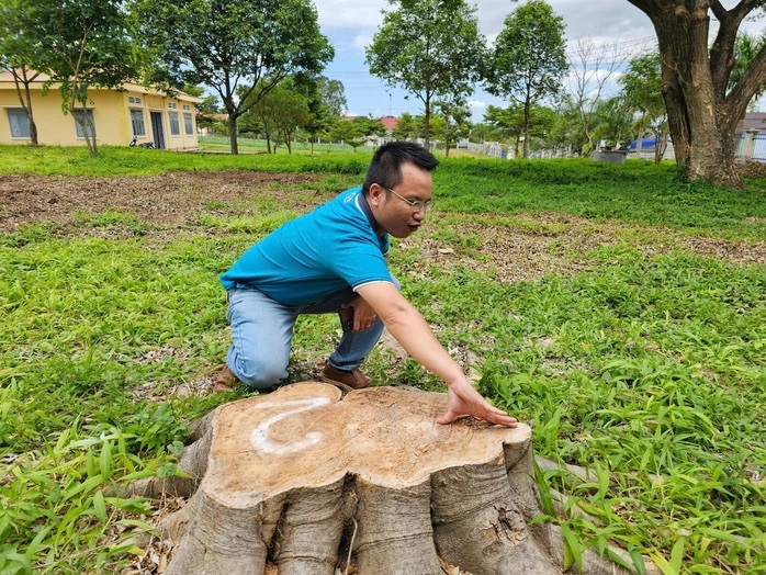 Tạm dừng bổ nhiệm nguyên chủ tịch xã vì chặt cây xanh ở khuôn viên trụ sở đem bán- Ảnh 1. Tạm dừng bổ nhiệm nguyên chủ tịch xã vì chặt cây xanh ở khuôn viên trụ sở đem bán- Ảnh 1.