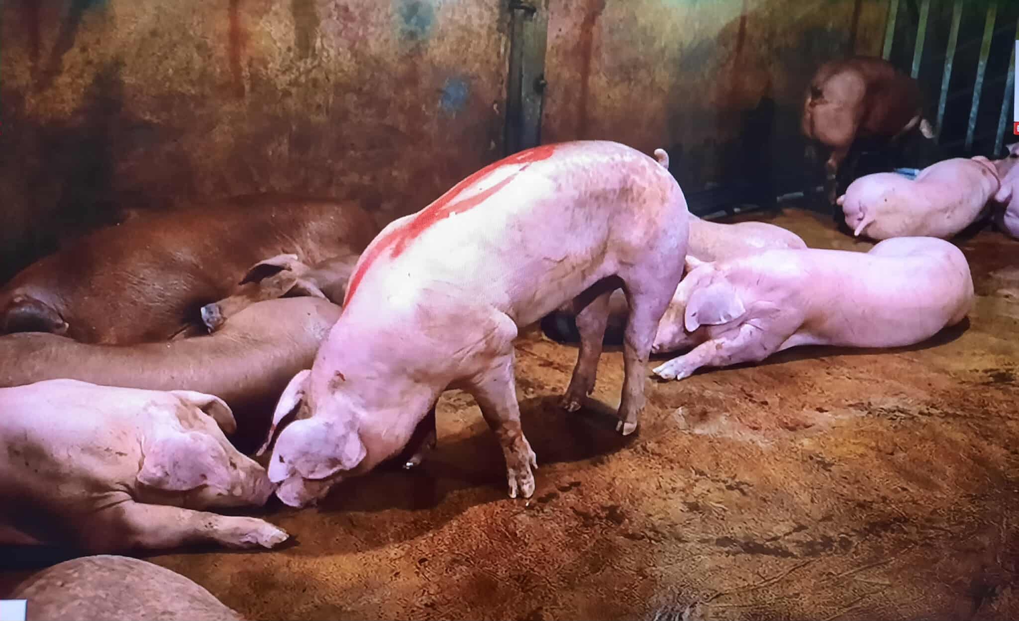 Triệt phá đường dây giết mổ, buôn bán hàng tấn thịt lợn bệnh: Hoạt động rất tinh vi- Ảnh 1. Triệt phá đường dây giết mổ, buôn bán hàng tấn thịt lợn bệnh: Hoạt động rất tinh vi- Ảnh 1.