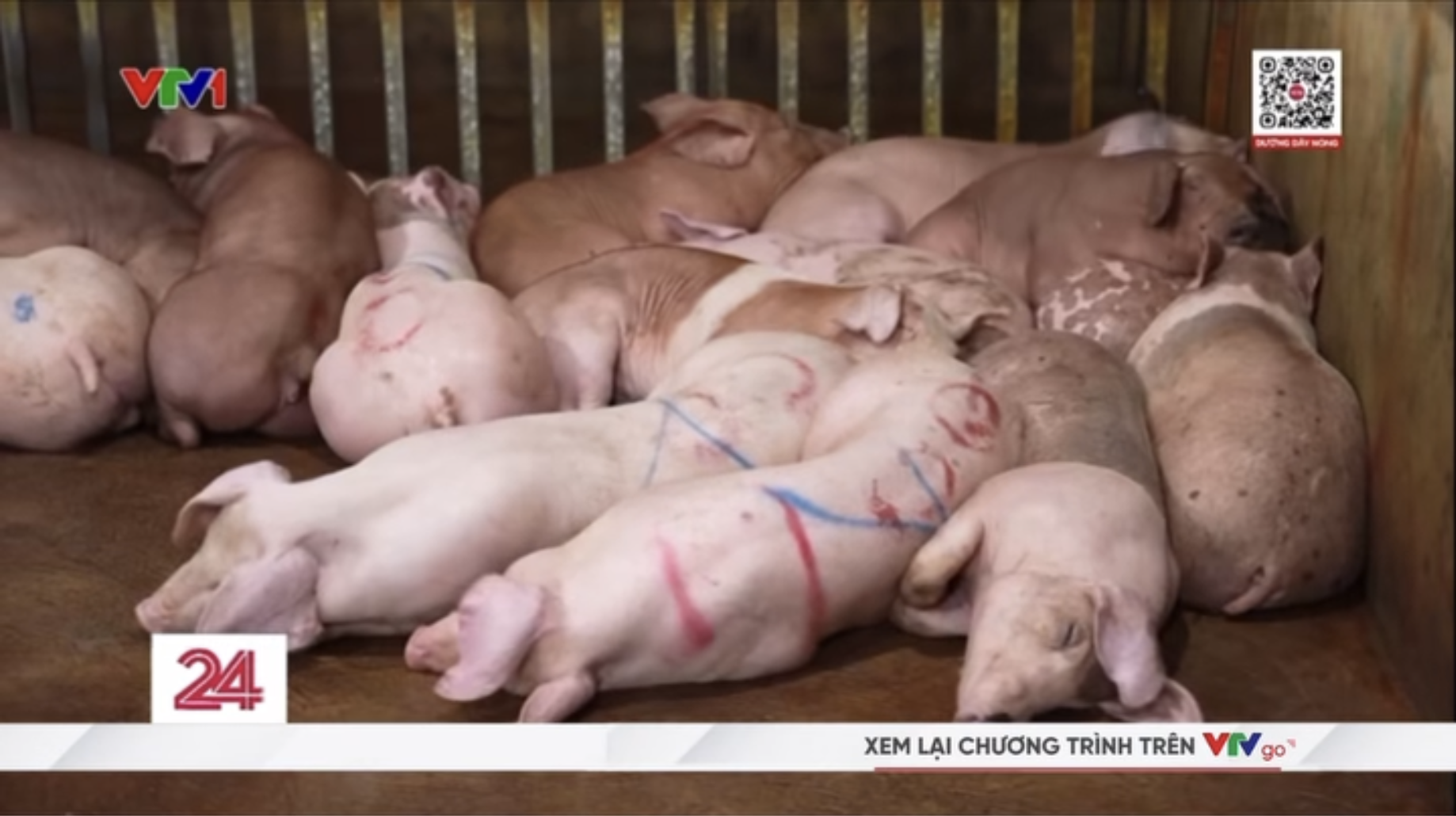 Vụ triệt phá 3 đường dây giết mổ, buôn bán lợn bệnh tại Hà Nội: Tuồn cả nghìn con lợn bệnh ra thị trường, thu lợi 400 triệu chỉ trong 2 tháng- Ảnh 2. Vụ triệt phá 3 đường dây giết mổ, buôn bán lợn bệnh tại Hà Nội: Tuồn cả nghìn con lợn bệnh ra thị trường, thu lợi 400 triệu chỉ trong 2 tháng- Ảnh 2.
