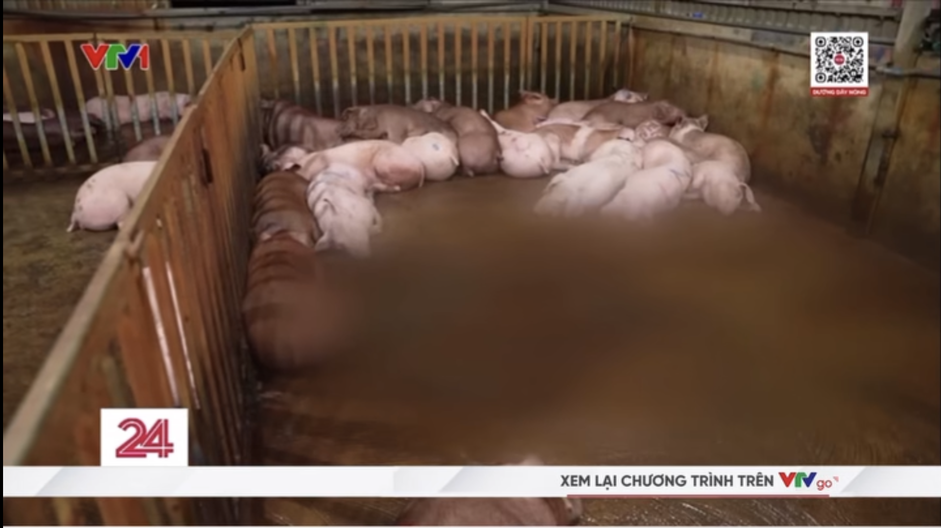 Vụ triệt phá 3 đường dây giết mổ, buôn bán lợn bệnh tại Hà Nội: Tuồn cả nghìn con lợn bệnh ra thị trường, thu lợi 400 triệu chỉ trong 2 tháng- Ảnh 3. Vụ triệt phá 3 đường dây giết mổ, buôn bán lợn bệnh tại Hà Nội: Tuồn cả nghìn con lợn bệnh ra thị trường, thu lợi 400 triệu chỉ trong 2 tháng- Ảnh 3.