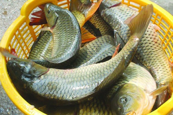 Từ vụ rửa cá bằng nước ngọt đỏ lòm: 2 lời CẢNH TỈNH mà ai đi chợ cũng nên biết- Ảnh 5.