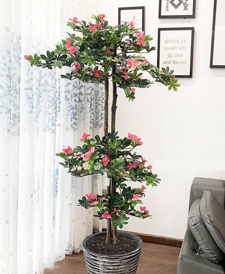 Ngày càng ít người trồng đỗ quyên trong nhà, 3 lý do nghe xong phải gật gù đồng ý- Ảnh 2. Ngày càng ít người trồng đỗ quyên trong nhà, 3 lý do nghe xong phải gật gù đồng ý- Ảnh 2.