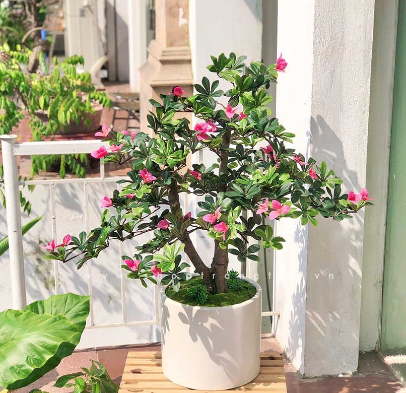 Ngày càng ít người trồng đỗ quyên trong nhà, 3 lý do nghe xong phải gật gù đồng ý- Ảnh 3. Ngày càng ít người trồng đỗ quyên trong nhà, 3 lý do nghe xong phải gật gù đồng ý- Ảnh 3.