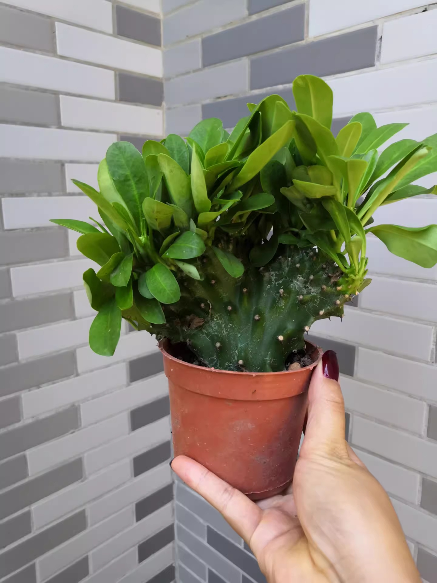 Người giàu bí mật trồng 6 cây trong nhà: Đuổi tà khí, hút tiền tài, con cháu Người giàu bí mật trồng 6 cây trong nhà: Đuổi tà khí, hút tiền tài, con cháu