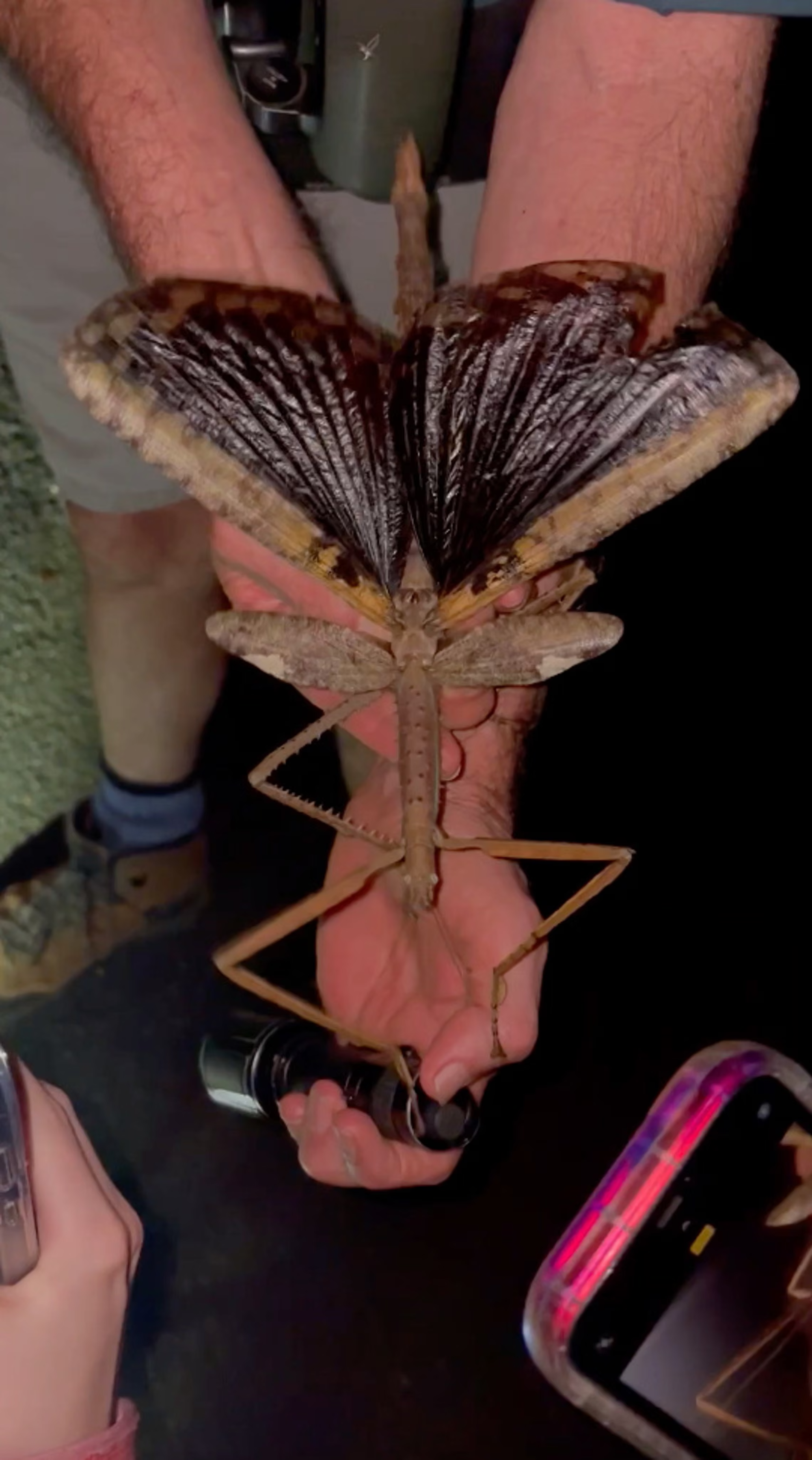 Phát hiện loài côn trùng khổng lồ mới nặng nhất từ trước tới nay- Ảnh 3.