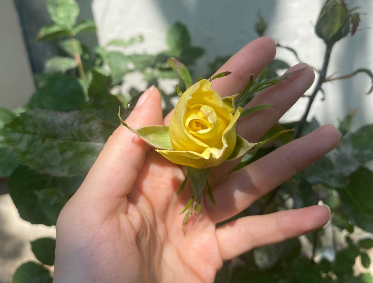 Loài hoa người Việt cực thích "trưng cho đẹp", nhưng ít ai ngờ là "thần dược" với sức khỏe và sắc đẹp, chống ung thư- Ảnh 3. Loài hoa người Việt cực thích "trưng cho đẹp", nhưng ít ai ngờ là "thần dược" với sức khỏe và sắc đẹp, chống ung thư- Ảnh 3.