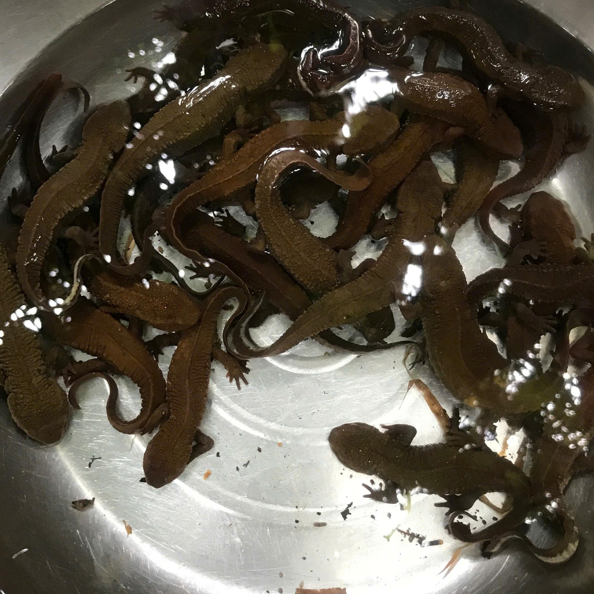 Ở độ cao hơn 1.000m, “kho báu sống” của Việt Nam đứng trước nguy cơ biến mất- Ảnh 1. Ở độ cao hơn 1.000m, “kho báu sống” của Việt Nam đứng trước nguy cơ biến mất- Ảnh 1.