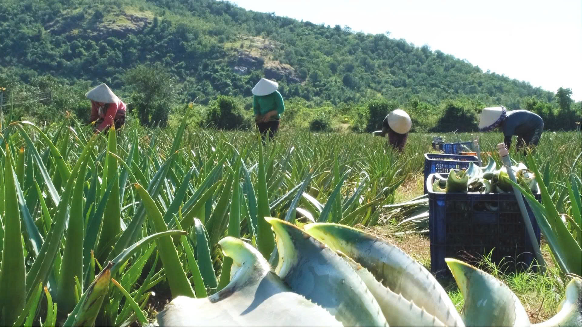 Từ cát nóng thành 