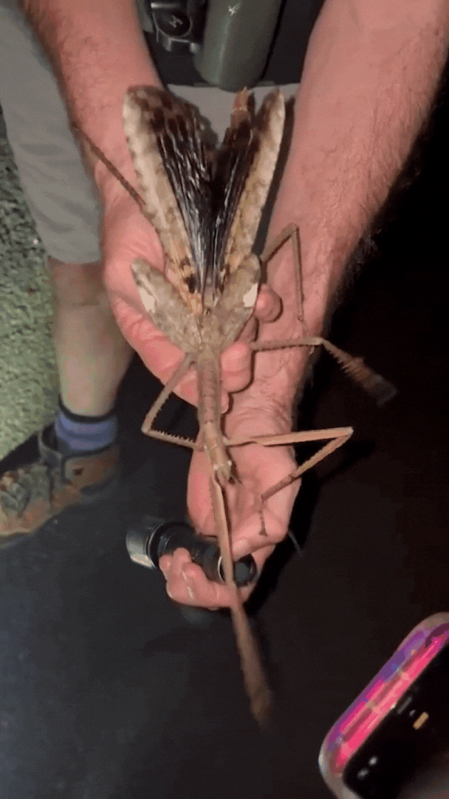 Phát hiện loài côn trùng khổng lồ mới nặng nhất từ trước tới nay- Ảnh 1.