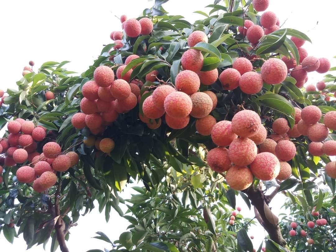 Mặt hàng xuất khẩu tăng gấp 3 lần: Ai đã âm thầm gom loại đặc sản ngon "cực phẩm" của Việt Nam?- Ảnh 1. Mặt hàng xuất khẩu tăng gấp 3 lần: Ai đã âm thầm gom loại đặc sản ngon "cực phẩm" của Việt Nam?- Ảnh 1.