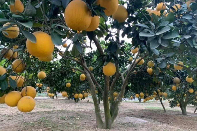 4 loại cây trồng trước nhà giúp tụ lộc, giữ vượng khí, gia chủ phất như diều gặp gió- Ảnh 4.