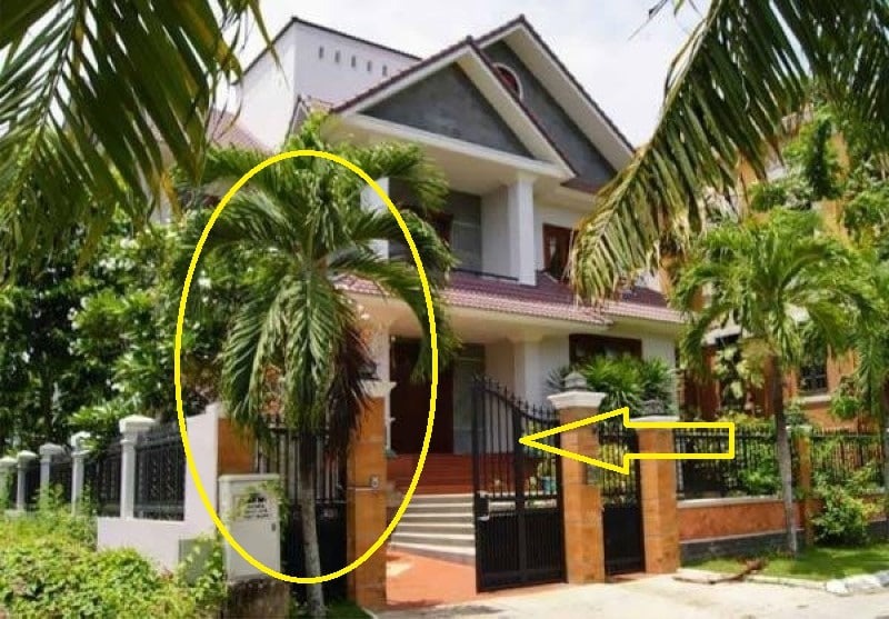 4 loại cây trồng trước nhà giúp tụ lộc, giữ vượng khí, gia chủ phất như diều gặp gió- Ảnh 3.