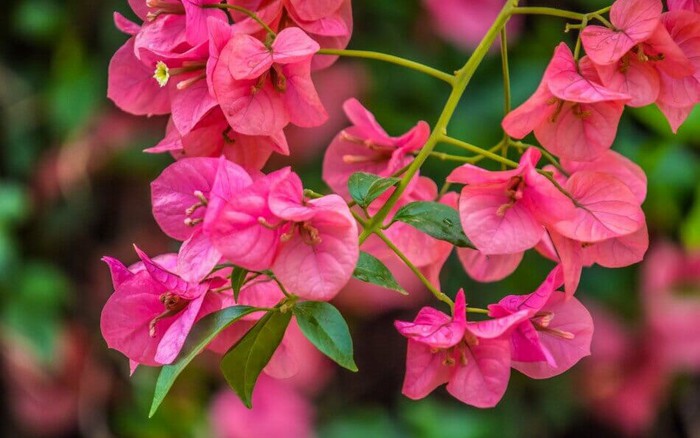 7 loại hoa phong thủy nên trồng trước cửa nhà – càng nở rộ càng hút tài lộc- Ảnh 2. 7 loại hoa phong thủy nên trồng trước cửa nhà – càng nở rộ càng hút tài lộc- Ảnh 2.