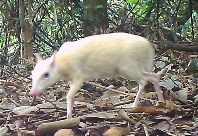 “Báu vật sống” của rừng: Việt Nam ghi nhận cá thể bạch tạng quý hiếm, nằm trong Sách Đỏ- Ảnh 1.
