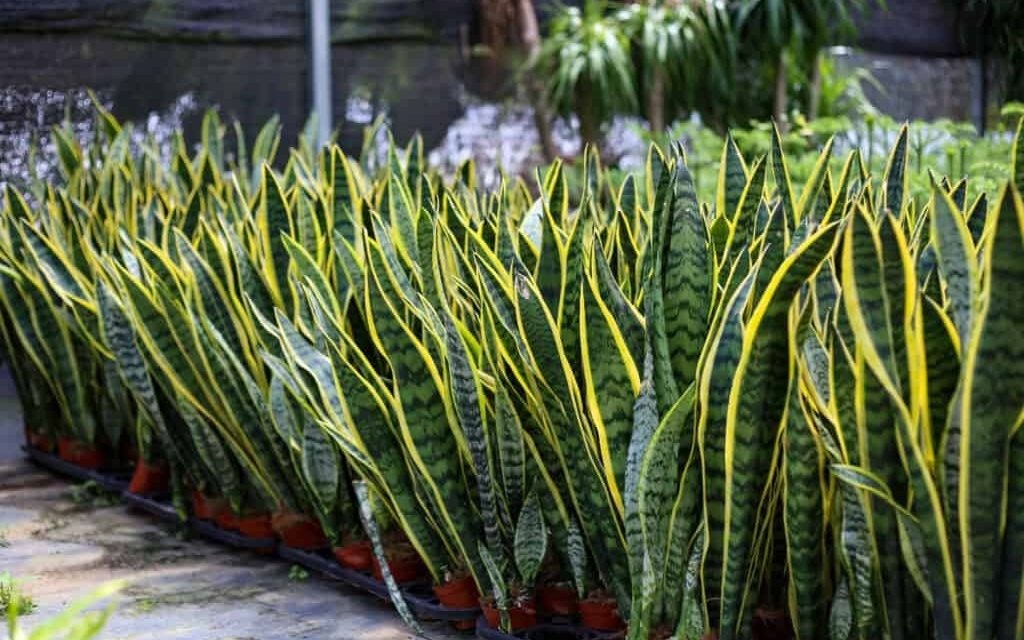 Cây cảnh được ví như 'bùa hộ mệnh', thân trữ nước, lá hút tài vươn thẳng như kiếm, bỏ xó vẫn sống ngon lành- Ảnh 1.