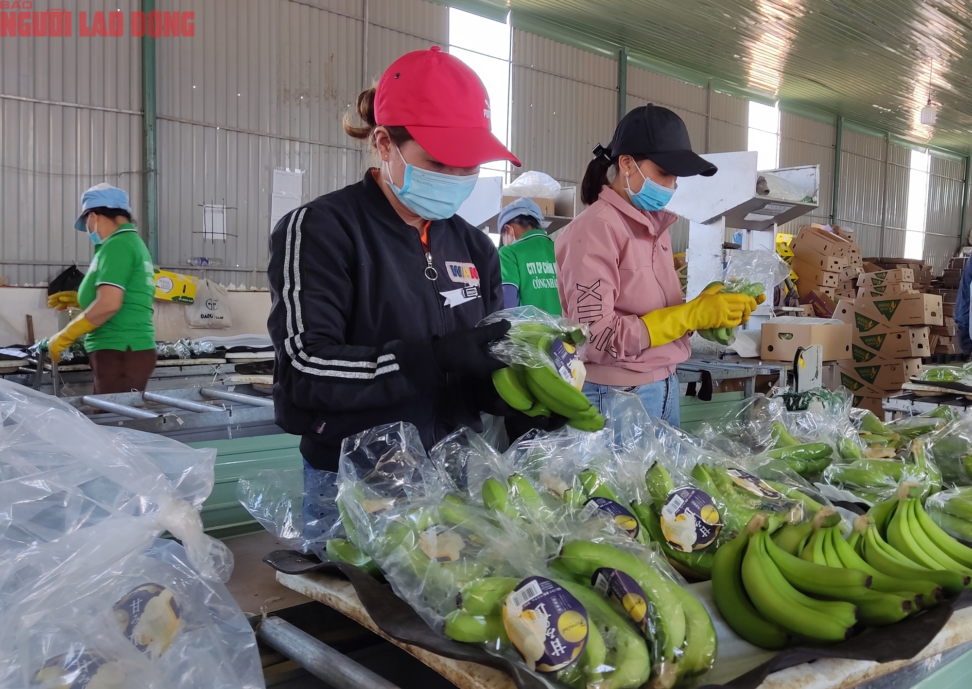 Giải mã sức nóng của chuối Việt Nam ở thị trường Trung Quốc, Nhật Bản- Ảnh 1.
