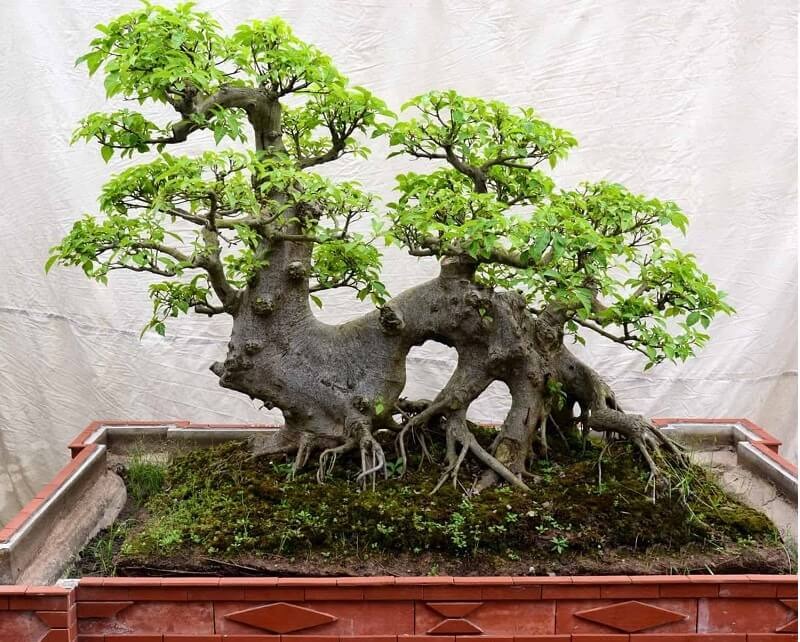 Ông bà trồng cây con cháu hưởng lợi: 1 cây bình dân nhưng “đắt giá” hơn lan hồ điệp, sống hàng chục năm, càng già càng sinh lộc- Ảnh 1. Ông bà trồng cây con cháu hưởng lợi: 1 cây bình dân nhưng “đắt giá” hơn lan hồ điệp, sống hàng chục năm, càng già càng sinh lộc- Ảnh 1.