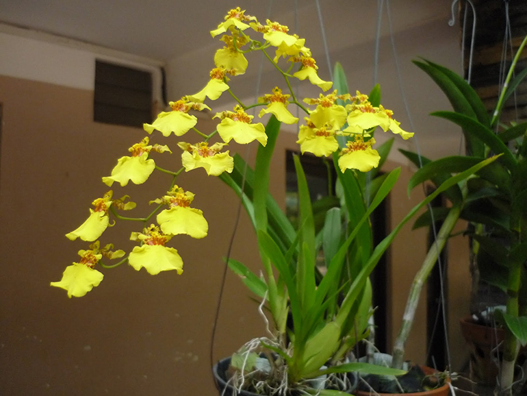 7 loại hoa phong thủy nên trồng trước cửa nhà – càng nở rộ càng hút tài lộc- Ảnh 6. 7 loại hoa phong thủy nên trồng trước cửa nhà – càng nở rộ càng hút tài lộc- Ảnh 6.