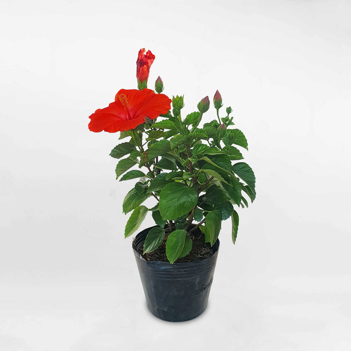 7 loại hoa phong thủy nên trồng trước cửa nhà – càng nở rộ càng hút tài lộc- Ảnh 3. 7 loại hoa phong thủy nên trồng trước cửa nhà – càng nở rộ càng hút tài lộc- Ảnh 3.