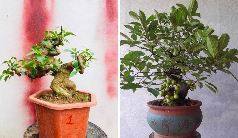 Ông bà trồng cây con cháu hưởng lợi: 1 cây bình dân nhưng “đắt giá” hơn lan hồ điệp, sống hàng chục năm, càng già càng sinh lộc- Ảnh 2. Ông bà trồng cây con cháu hưởng lợi: 1 cây bình dân nhưng “đắt giá” hơn lan hồ điệp, sống hàng chục năm, càng già càng sinh lộc- Ảnh 2.