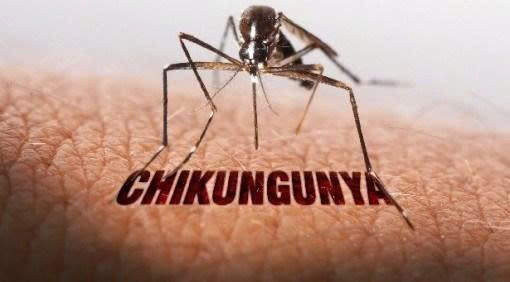 Nguy cơ bệnh Chikungunya xâm nhập Việt Nam, Bộ Y tế ra cảnh báo- Ảnh 1.