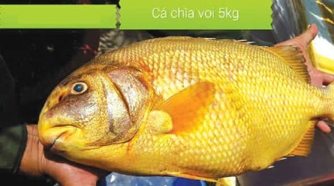 Loài cá dai thịt, không tanh mà lại ít béo, toàn sống ở vùng nước sạch: Từng có giá 2 triệu đồng/kg mà vẫn tranh nhau mua- Ảnh 1.