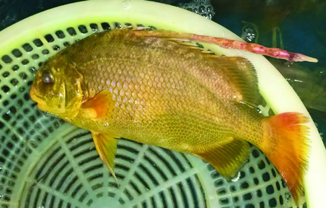 Loài cá dai thịt, không tanh mà lại ít béo, toàn sống ở vùng nước sạch: Từng có giá 2 triệu đồng/kg mà vẫn tranh nhau mua- Ảnh 2.