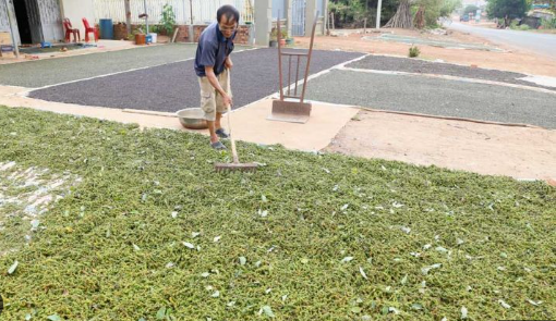 Mỹ liên tục săn lùng một 'báu vật' nông sản của Việt Nam: Nước ta xuất khẩu vượt xa cả thế giới, thu về gần nửa tỷ USD kể từ đầu năm- Ảnh 1.