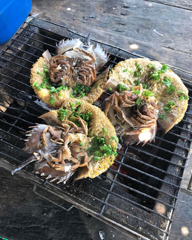 Đặc sản đắt hơn tôm, ghẹ, thuộc dạng quý hiếm ở Quảng Ninh: Bộ phận nào cũng nấu được, vị “kén người ăn”- Ảnh 5. Đặc sản đắt hơn tôm, ghẹ, thuộc dạng quý hiếm ở Quảng Ninh: Bộ phận nào cũng nấu được, vị “kén người ăn”- Ảnh 5.