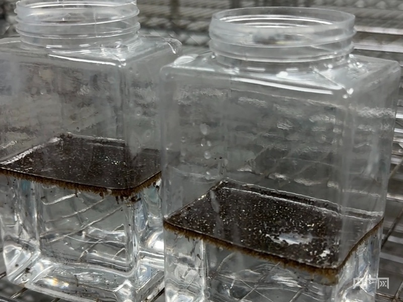 Trung Quốc thả 5 triệu con muỗi mỗi tuần giữa tâm dịch Chikungunya- Ảnh 1.