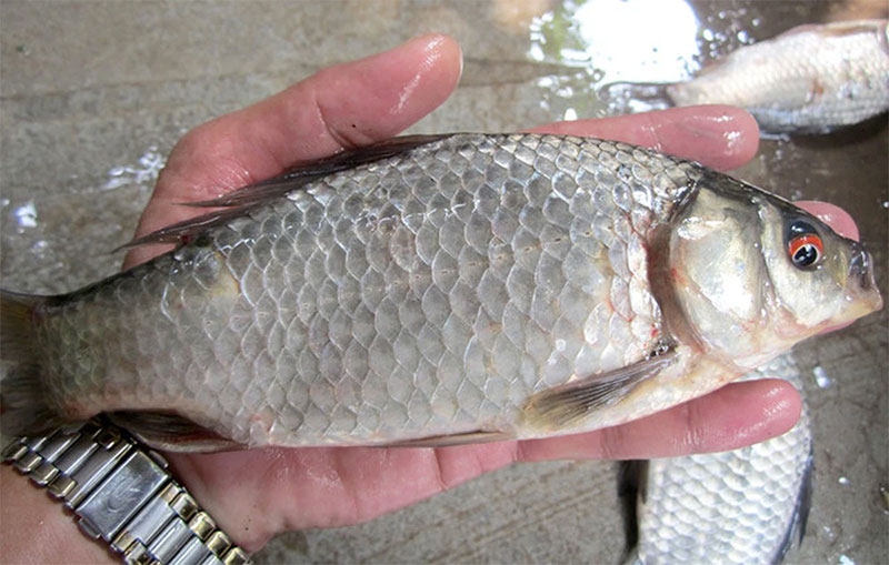 Không phải cá chép, đây mới là 3 loại cá nước ngọt “đại bổ” vào mùa hè: Vừa ngon lại “mát”, phòng đủ thứ bệnh- Ảnh 1.