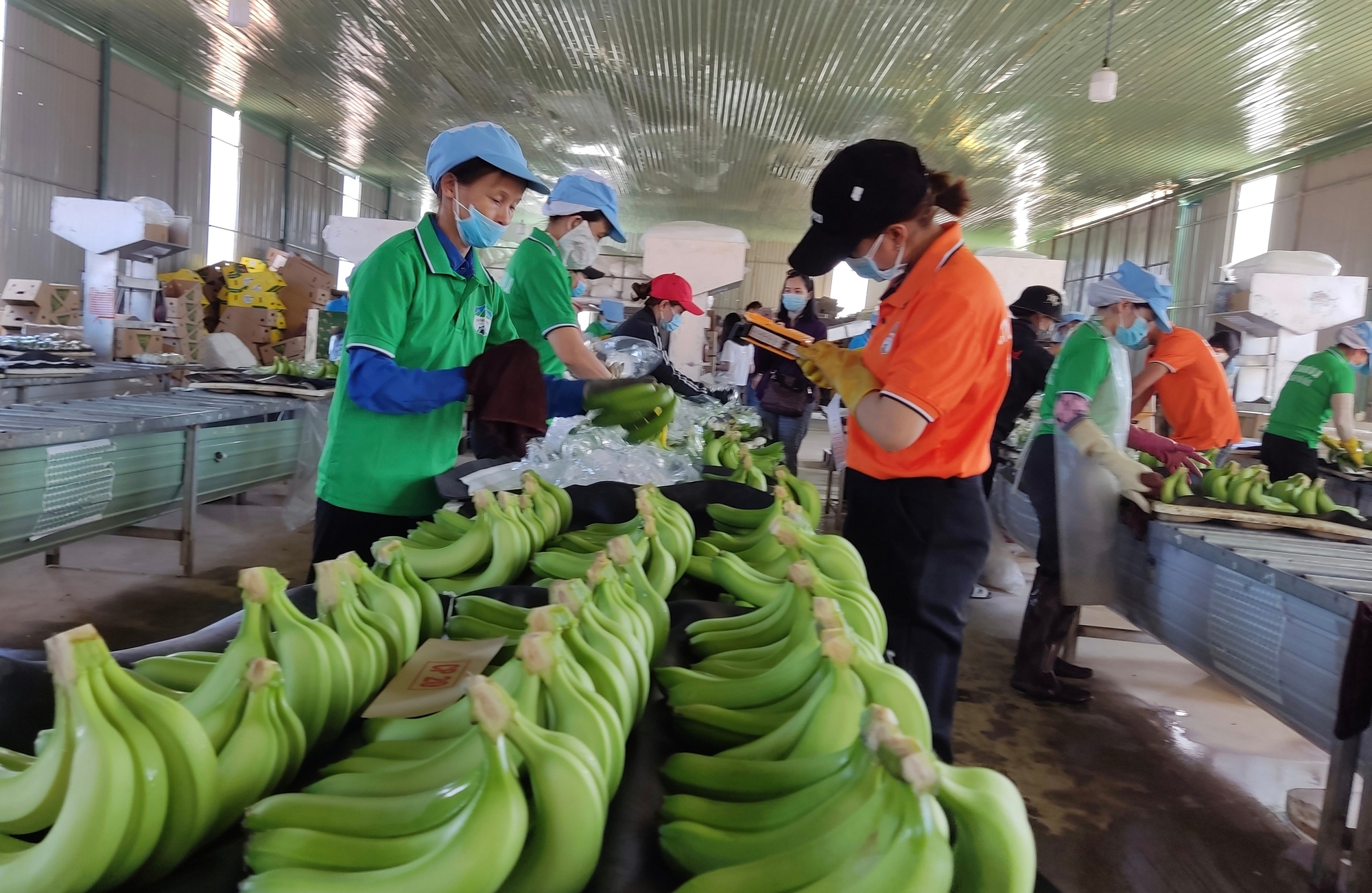 Xuất khẩu chuối với giấc mơ tỉ đô- Ảnh 1.